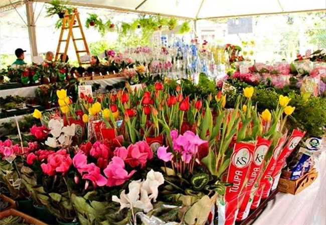 ‘Ilhéus em Flor’ começou nesta quinta-feira (27); exposição acontece na Avenida Soares Lopes