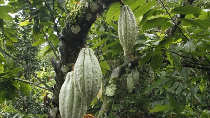 Ceplac firma parceria com iniciativa privada para pesquisa de variedades de cacau no Oeste da Bahia
