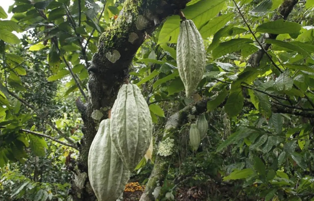 Ceplac firma parceria com iniciativa privada para pesquisa de variedades de cacau no Oeste da Bahia