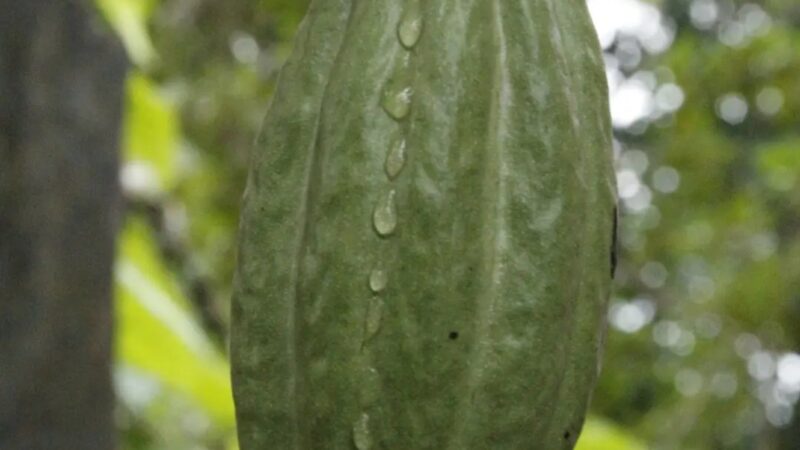 Aprovado projeto que destina 5,3 milhões de dólares para produtores de cacau do sul da Bahia