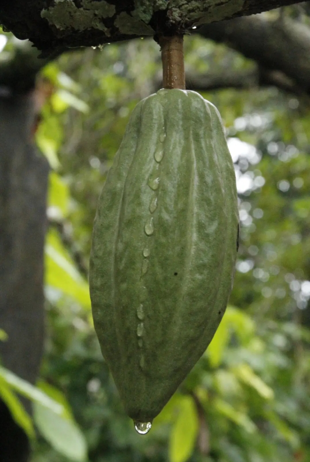 Aprovado projeto que destina 5,3 milhões de dólares para produtores de cacau do sul da Bahia