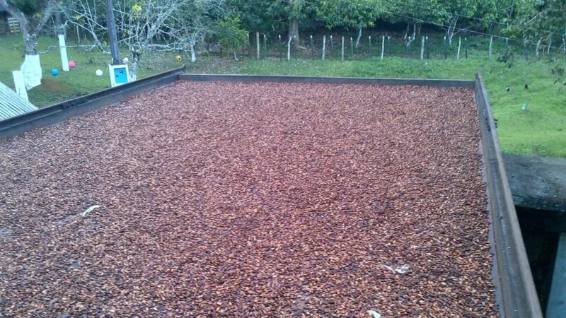 Programa de crédito de impacto socioambiental para pequeno produtor de cacau vence edital do BNDES e terá aporte de R$ 4 milhões