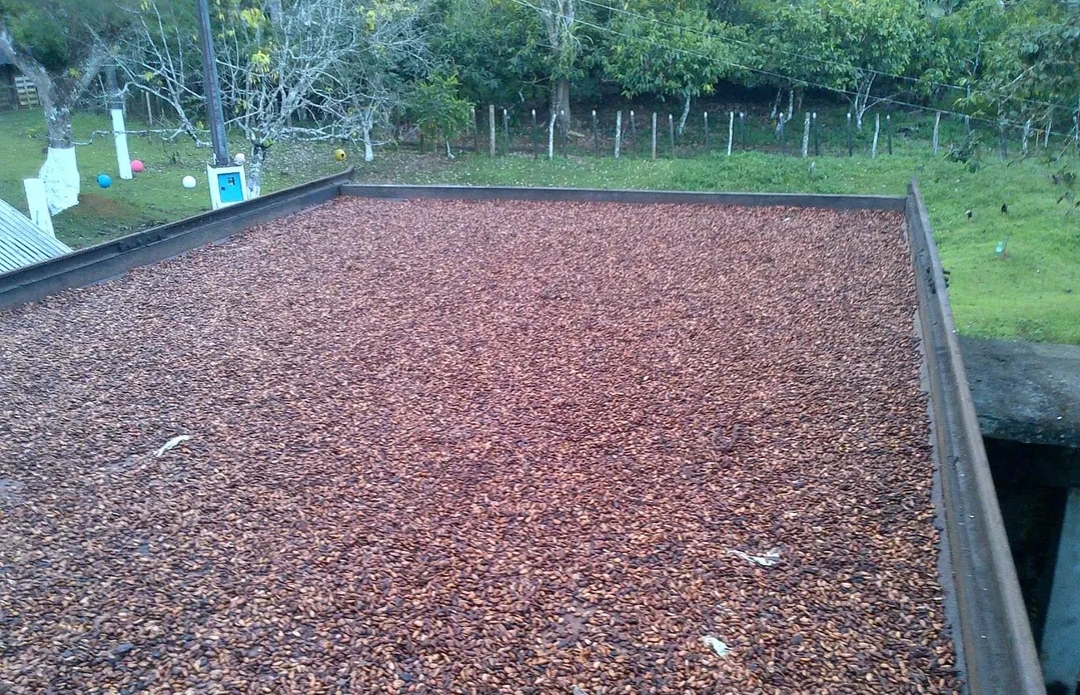 Programa de crédito de impacto socioambiental para pequeno produtor de cacau vence edital do BNDES e terá aporte de R$ 4 milhões