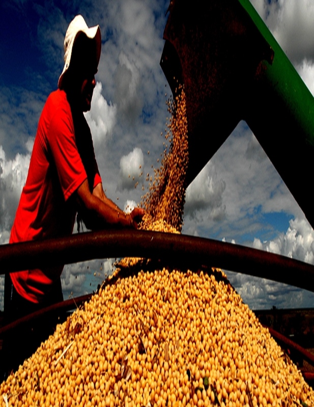 Setor de grãos deve crescer 8,5% na Bahia, prevê Conab