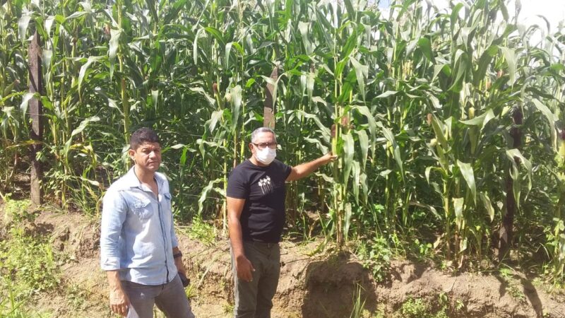 Agricultores familiares de Itabuna iniciam a colheita na quarta-feira do milho de São João