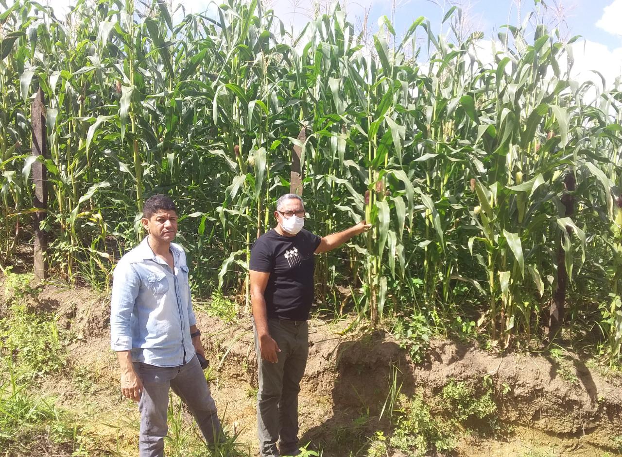 Agricultores familiares de Itabuna iniciam a colheita na quarta-feira do milho de São João