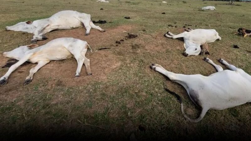 1.071 cabeças de gado  morreram de frio em Mato Grosso do Sul, desde quarta-feira (14)