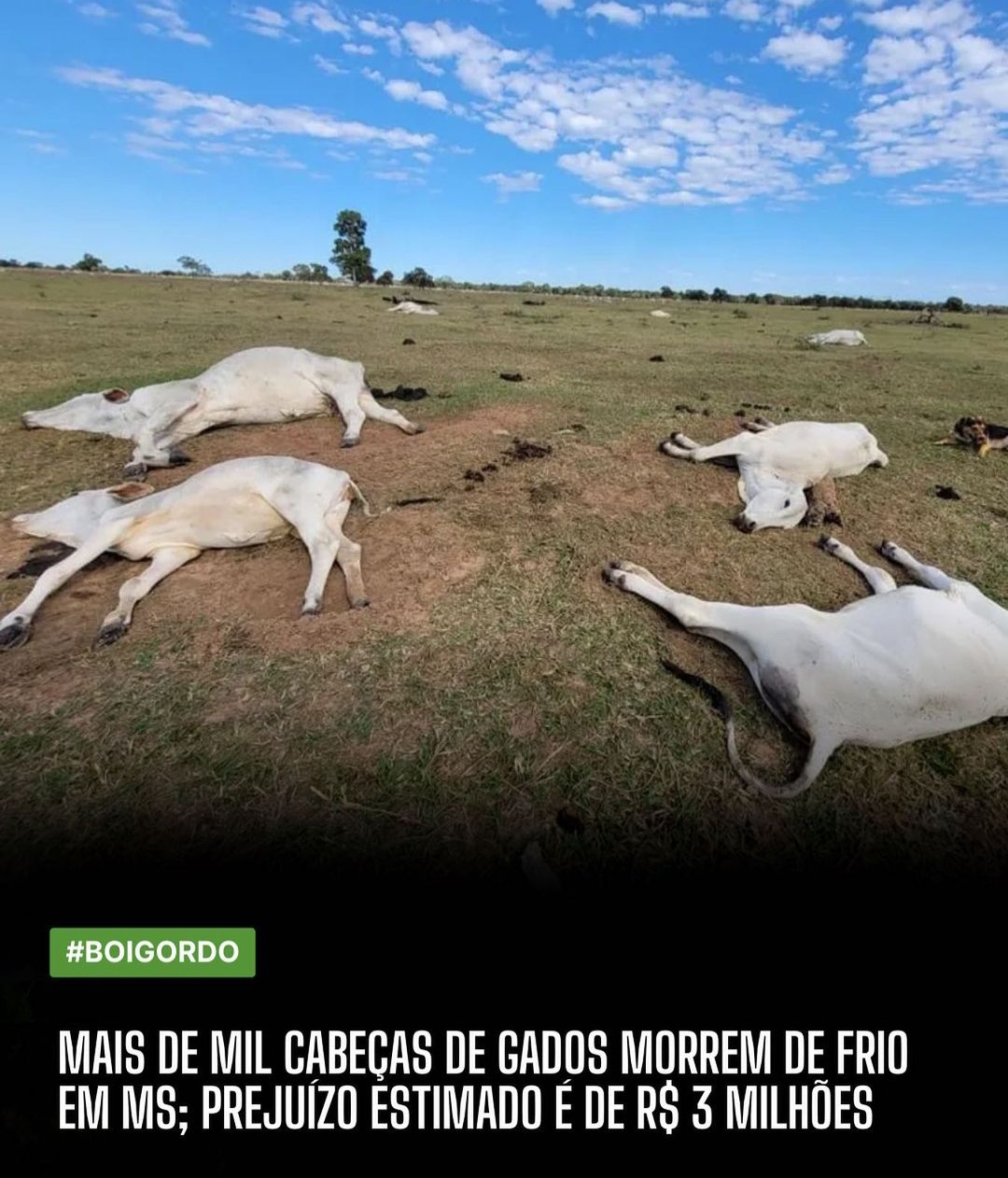 1.071 cabeças de gado  morreram de frio em Mato Grosso do Sul, desde quarta-feira (14)