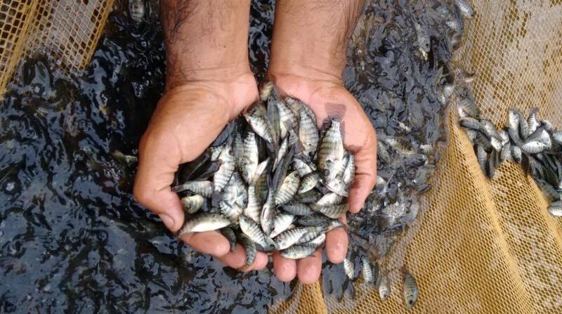 Projeto ‘Peixe Fácil’ vai beneficiar produtores e viabilizar criação de alevinos em Ilhéus