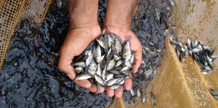 Projeto ‘Peixe Fácil’ vai beneficiar produtores e viabilizar criação de alevinos em Ilhéus