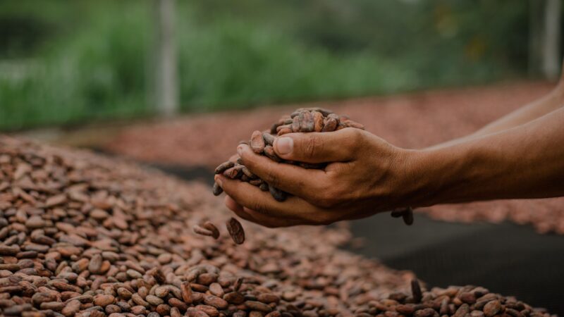 Bahia, Pará e Rondônia disputam título de melhor amêndoa de cacau do Brasil