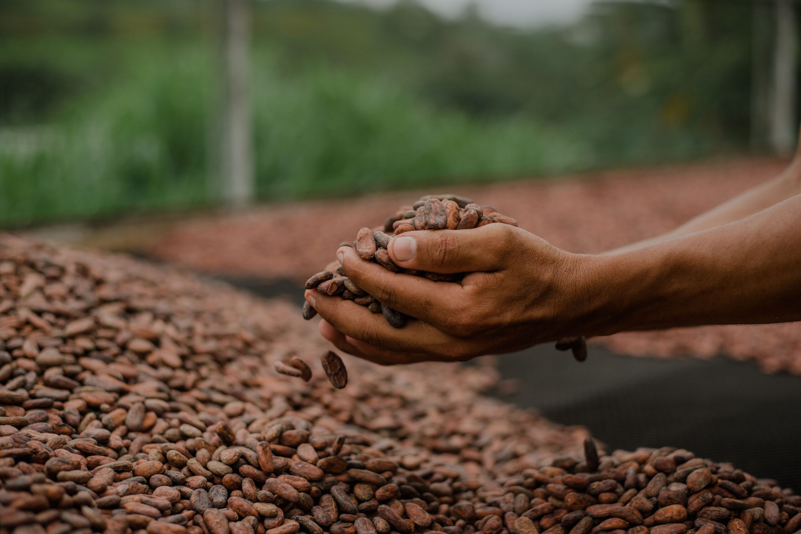 Bahia, Pará e Rondônia disputam título de melhor amêndoa de cacau do Brasil