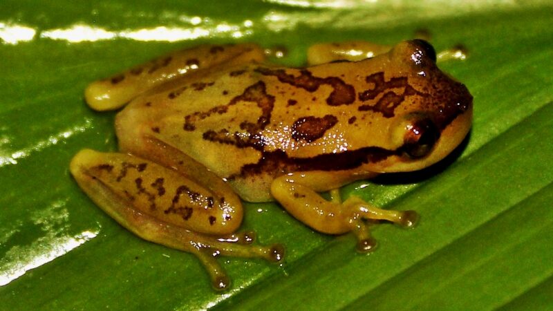 SUL DA BAHIA: Cientistas descobrem nova espécie de anfíbio e a batizam com homenagem à capoeira