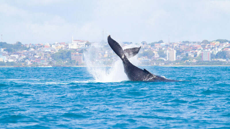 Jardim Atlântico Beach Resort sedia Evento de Abertura da Temporada das Baleias