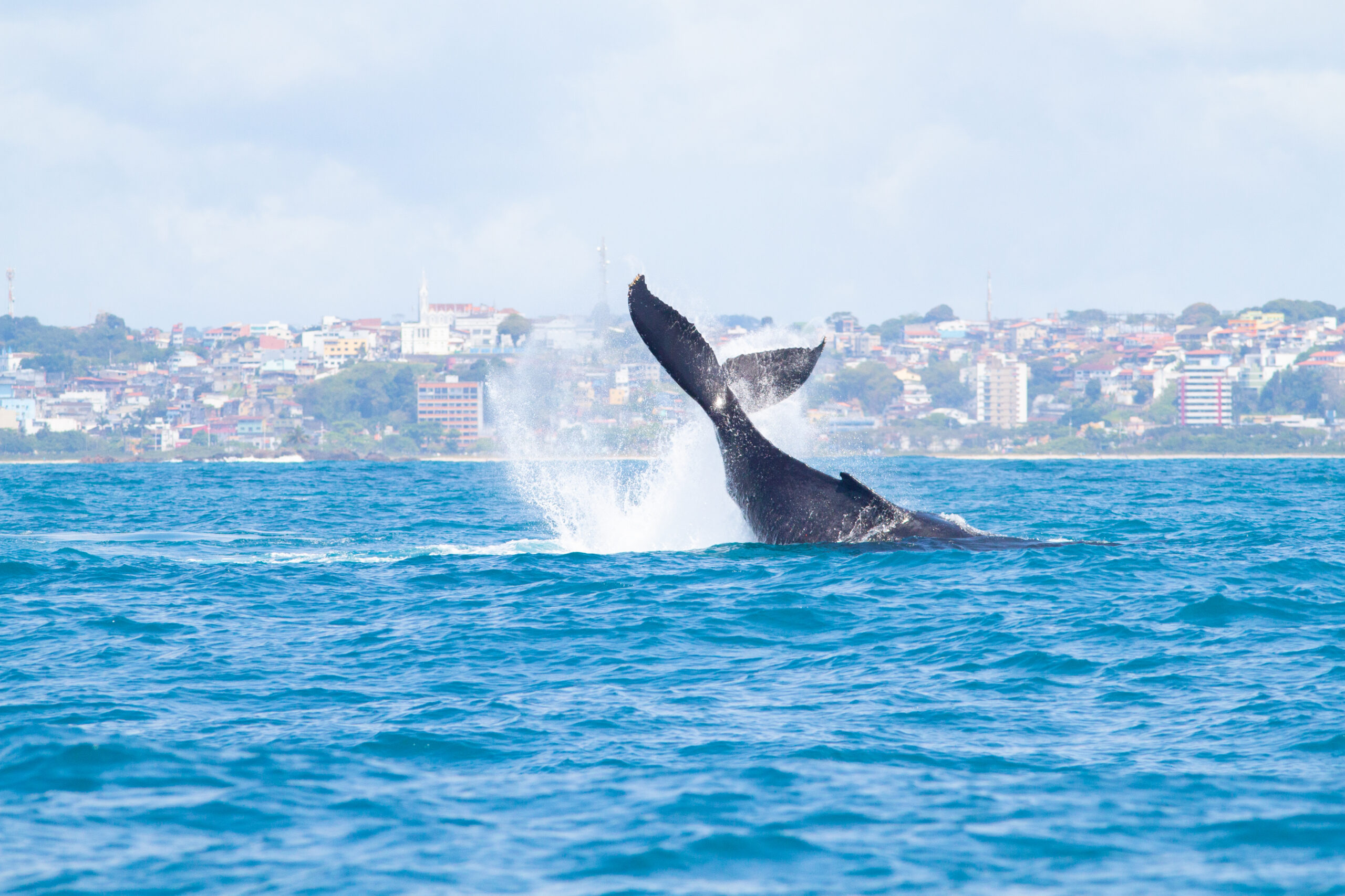 Jardim Atlântico Beach Resort sedia Evento de Abertura da Temporada das Baleias