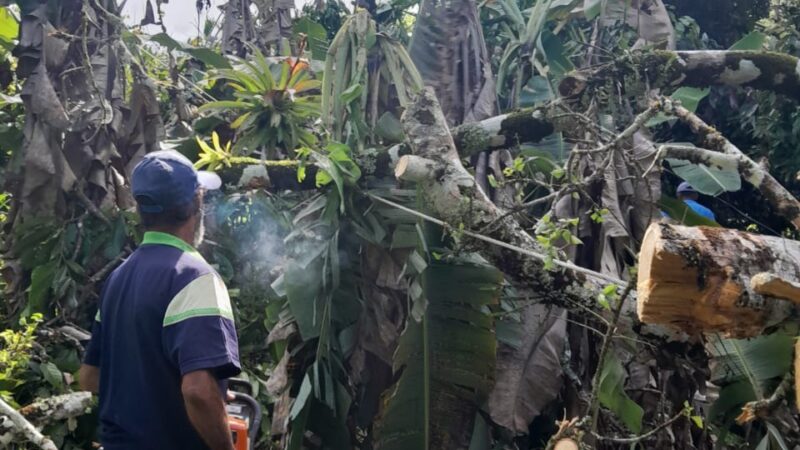 Queda de árvore interrompe operação de captação de água na Estação de Rio do Braço