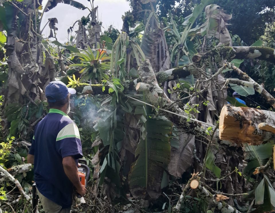 Queda de árvore interrompe operação de captação de água na Estação de Rio do Braço