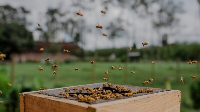 II Encontro Uruçu na Cabruca promove o fortalecimento da meliponicultura no Sul da Bahia