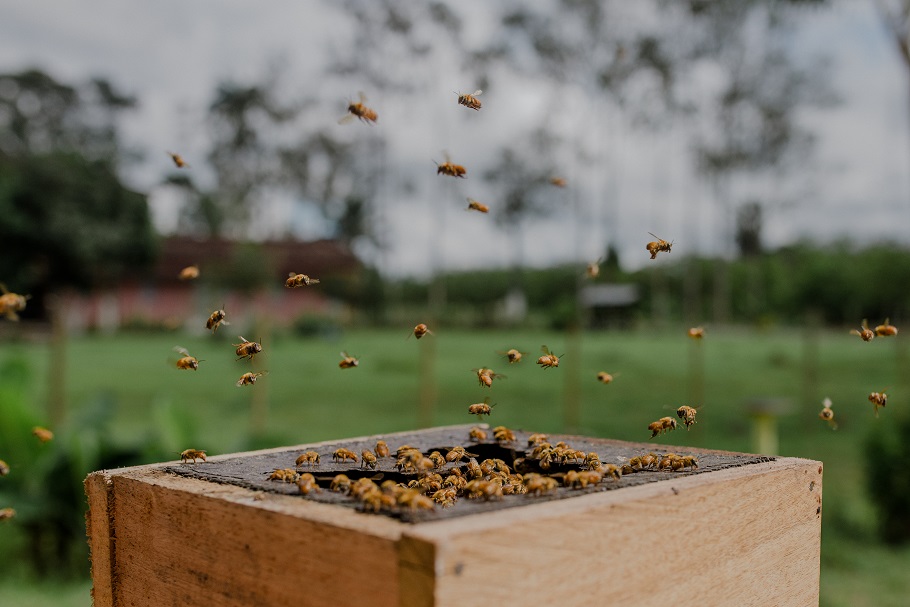 II Encontro Uruçu na Cabruca promove o fortalecimento da meliponicultura no Sul da Bahia