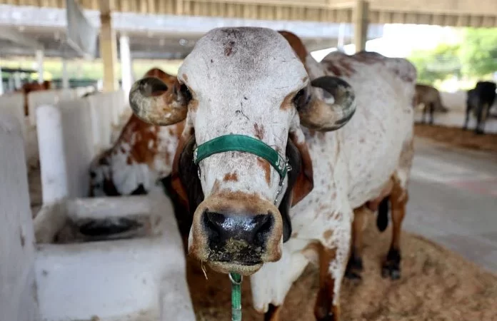 Fenagro retorna com R$ 120 milhões movimentados e sucesso de público