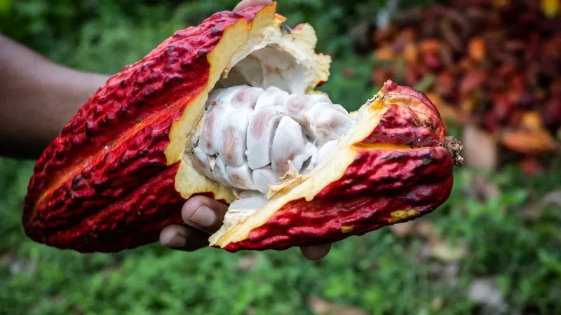 O CACAU SUPERA O VALOR DE R$ 1.029 PARA A ARROBA E ALCANÇA US$ 11,9 MIL POR TONELADA NA BOLSA DE NY