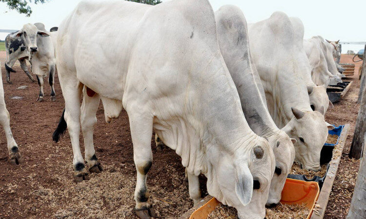 Campanha de atualização de rebanho bovino na Bahia encerra com 79,2% da exploração regularizada