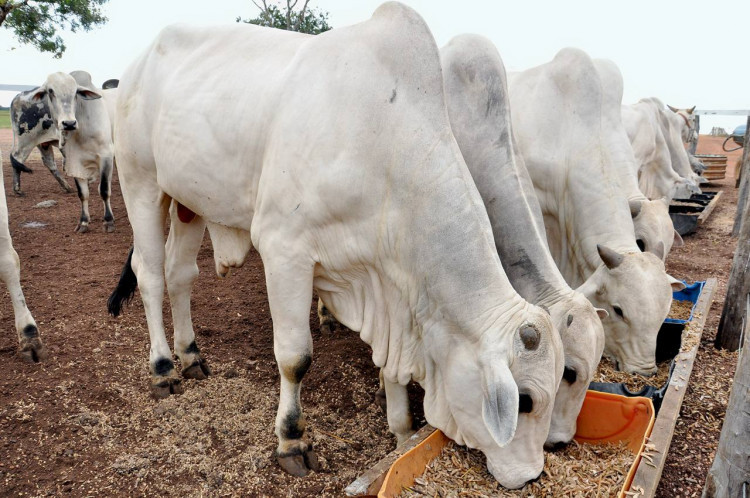 Campanha de atualização de rebanho bovino na Bahia encerra com 79,2% da exploração regularizada
