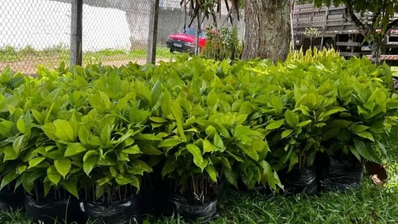 URUÇUCA RECEBE 10 MIL MUDAS DE CACAU DA BIOFÁBRICA