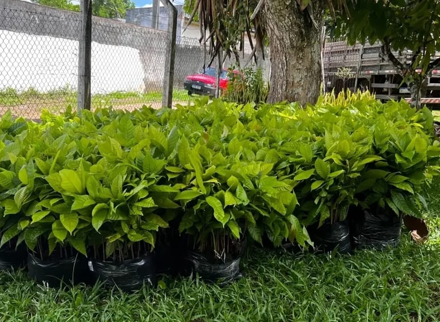 URUÇUCA RECEBE 10 MIL MUDAS DE CACAU DA BIOFÁBRICA