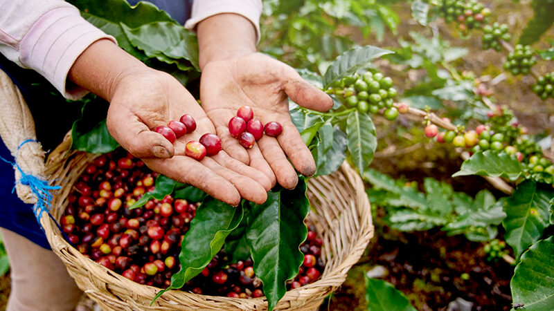 Bahia se consolida como maior produtor de café do Nordeste e o 4º maior do Brasil