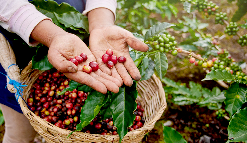Bahia se consolida como maior produtor de café do Nordeste e o 4º maior do Brasil