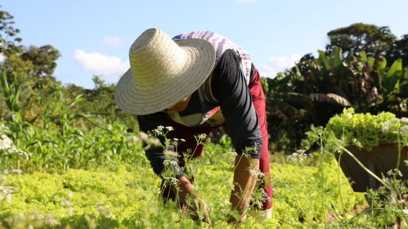 Agricultura familiar e meio ambiente: Bahia aposta em políticas públicas para futuro sustentável