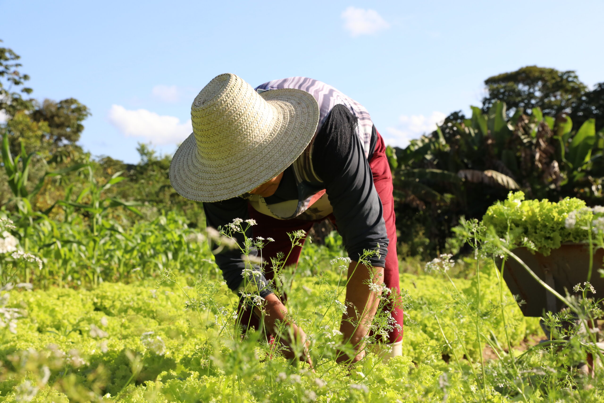 Agricultura familiar e meio ambiente: Bahia aposta em políticas públicas para futuro sustentável