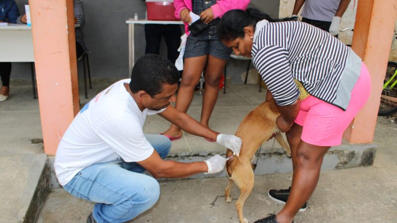 IBICARAÍ SUPERA META E VACINA MAIS DE 3,8 MIL ANIMAIS CONTRA A RAIVA