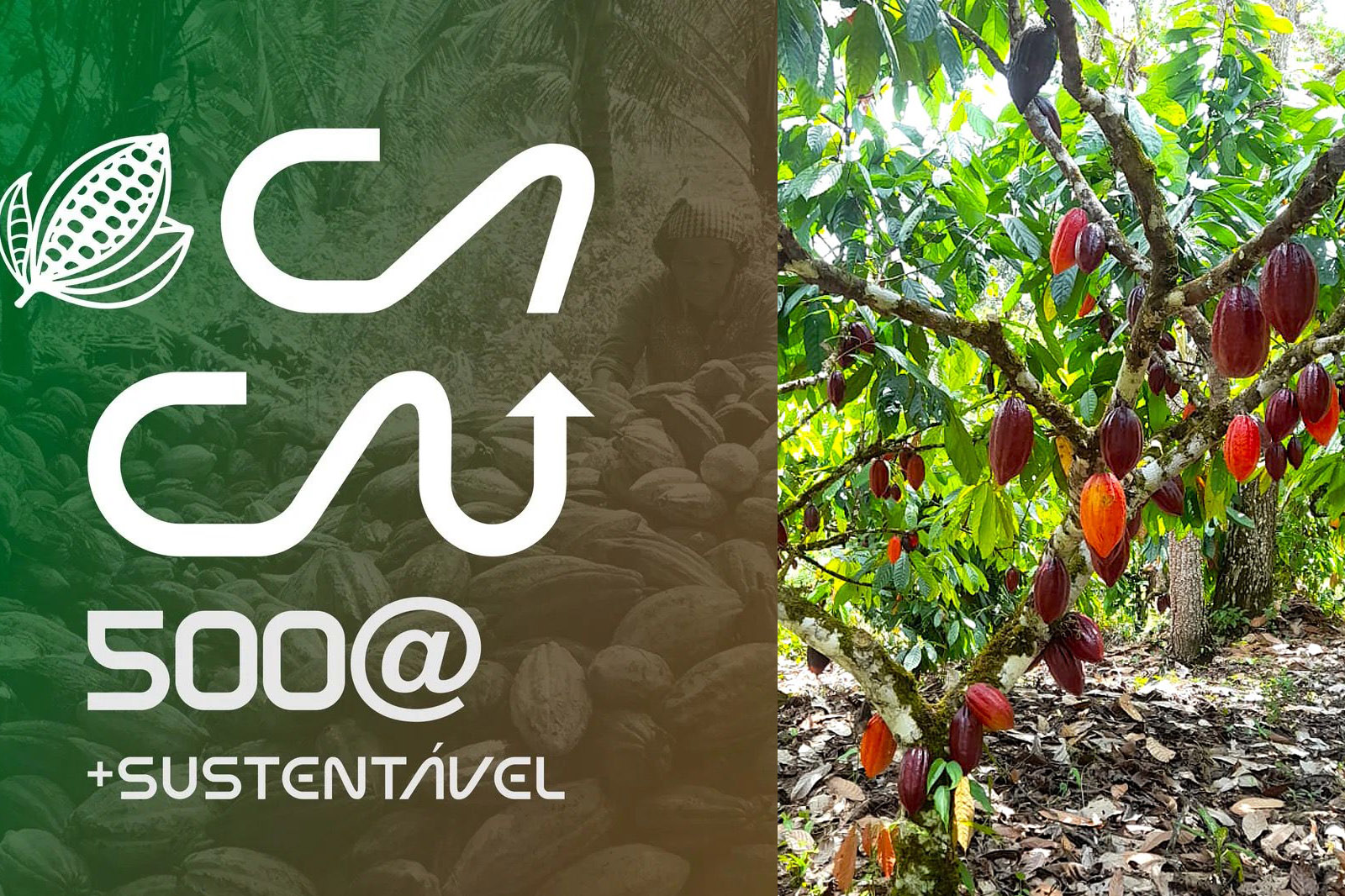 Encontro Cacau 500@ + Sustentável debate novas tecnologias e aumento da produtividade