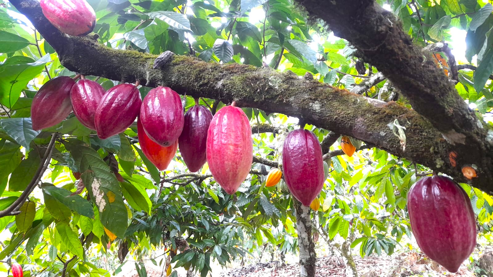 Ilhéus marca presença na FENAGRO 2025 com foco em agronegócio e nas experiências rurais