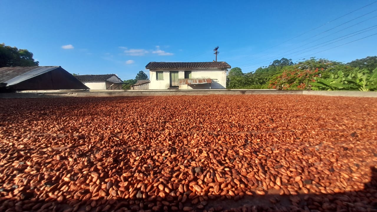 Cacau ensaia recuperação técnica após tombar mais de 60% em um ano