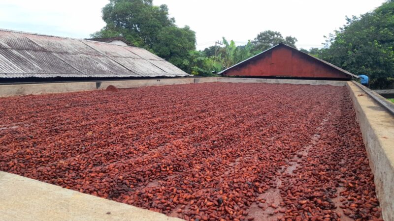 UESC abre inscrições para curso de capacitação em tecnologias para produção do cacau