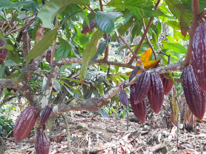 PL do Cacau incorpora propostas articuladas pela Bahia e avança no Congresso