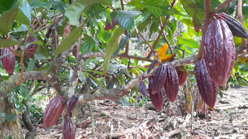 PL do Cacau incorpora propostas articuladas pela Bahia e avança no Congresso