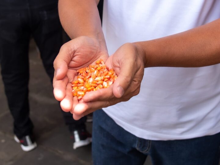 Prefeitura de Itabuna vai distribuir 600kg de sementes de feijão, 500kg de sementes de milho e 1,6 tonelada de fertilizantes à pequena produção