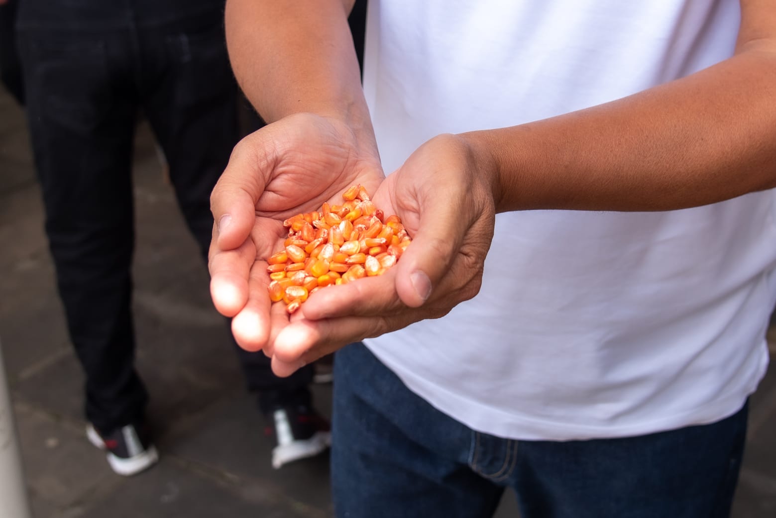 Prefeitura de Itabuna vai distribuir 600kg de sementes de feijão, 500kg de sementes de milho e 1,6 tonelada de fertilizantes à pequena produção