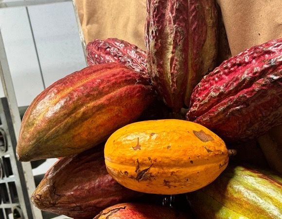 Governo da Bahia celebra avanço em projeto que aumenta percentual de cacau nos chocolates