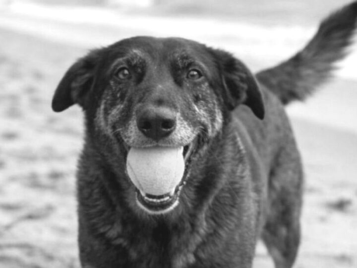 Governo federal publica decreto “Cão Orelha”, que eleva multas para maus-tratos contra animais