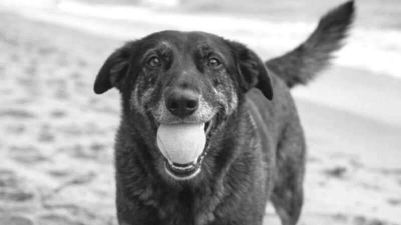 Governo federal publica decreto “Cão Orelha”, que eleva multas para maus-tratos contra animais