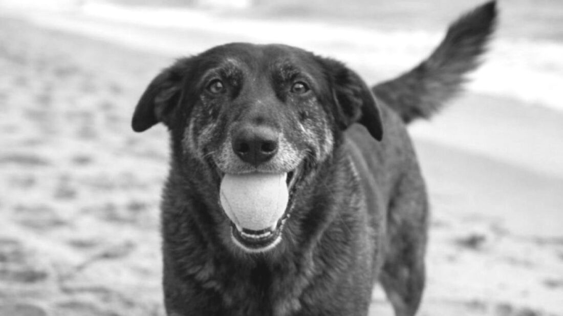 Governo federal publica decreto “Cão Orelha”, que eleva multas para maus-tratos contra animais