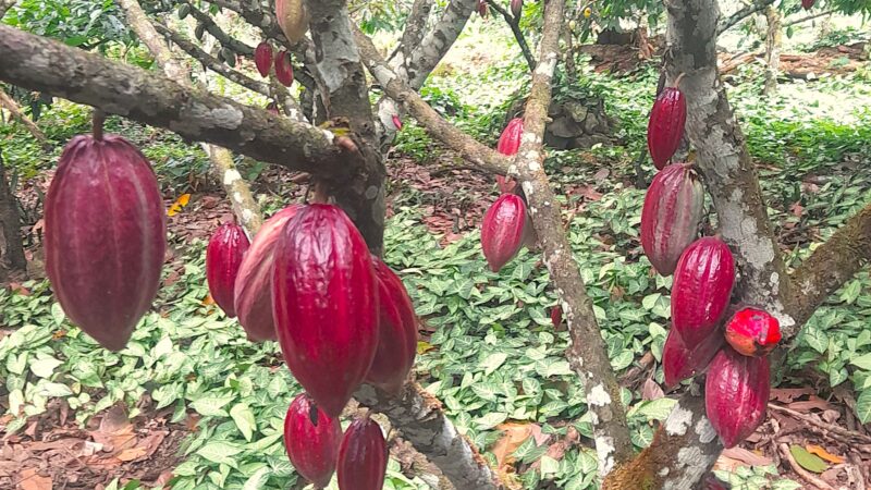 Cacau 360° aposta em gestão integrada para transformar a cadeia produtiva de cacau no Brasil