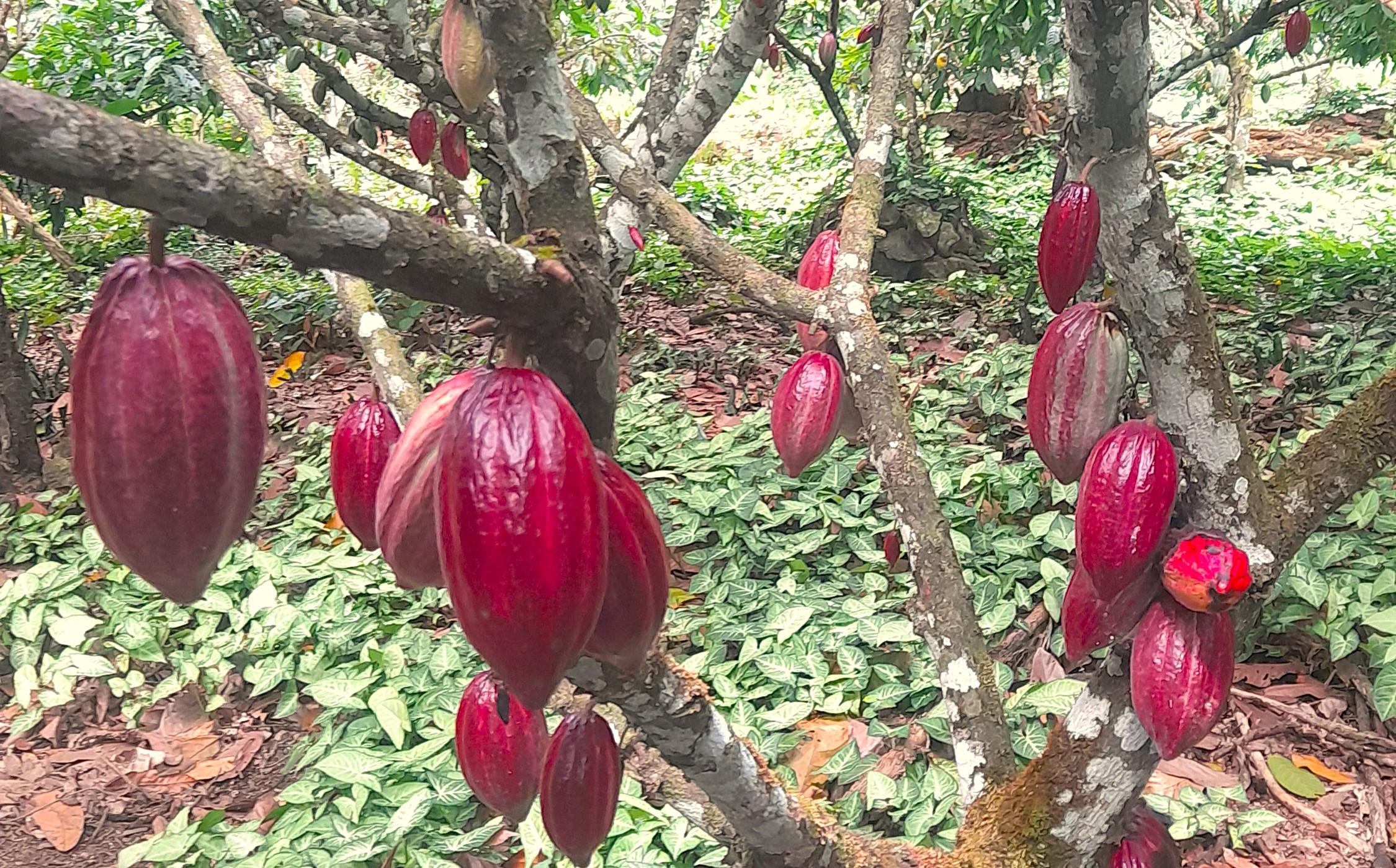 Cacau 360° aposta em gestão integrada para transformar a cadeia produtiva de cacau no Brasil