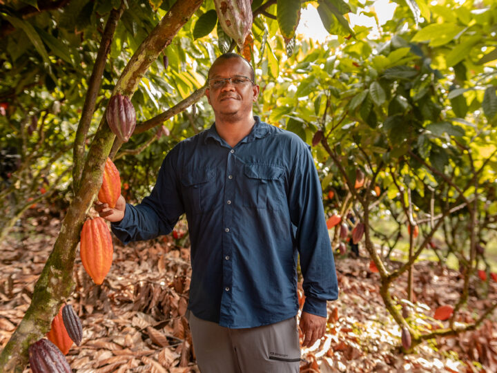 Pesquisadores criam referência inédita para manejo de micronutrientes no cacau do Sul da Bahia