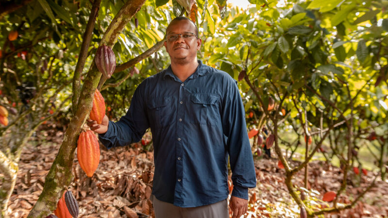Pesquisadores criam referência inédita para manejo de micronutrientes no cacau do Sul da Bahia
